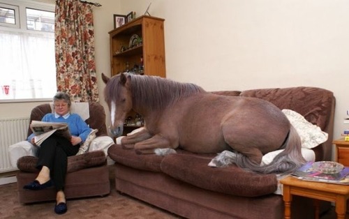 Horse-in-Sofa