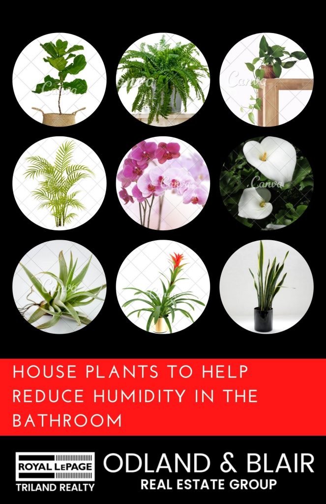House Plants That Help Reduce Humidity Odland & Blair Royal LePage